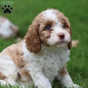 Sandy, Cavapoo Puppy